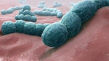 Streptococcus pneumoniae, a causative bacteria of meningitis
