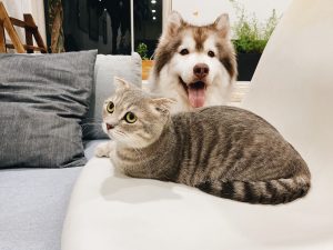Cat on sofa with dog nearby; image by Tran Mau Tri Tam, via Unsplash.com.