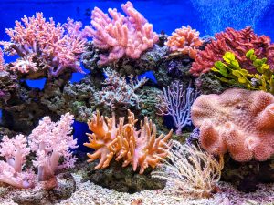Coral reef in Vietnam; image by Q.U.I., via Unsplash.com.