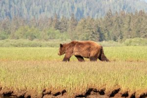 Federal Judge Moves Bear Baiting Lawsuit Forward, Again