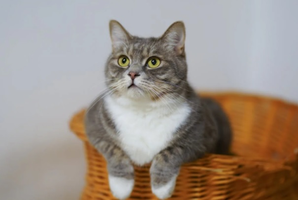 Childhood Cat Ownership Could be Linked to Mental Health Disorders