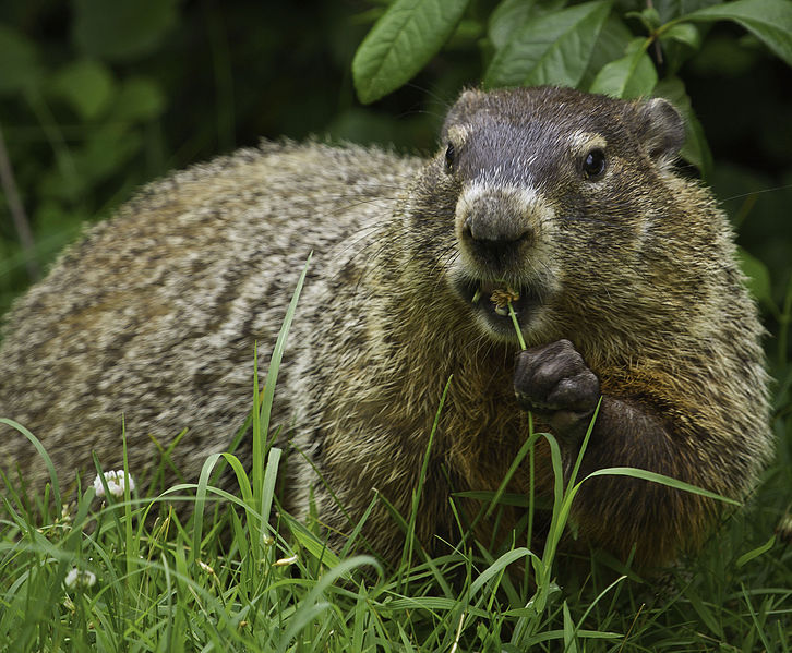 A brown, furry rodent in the grass.