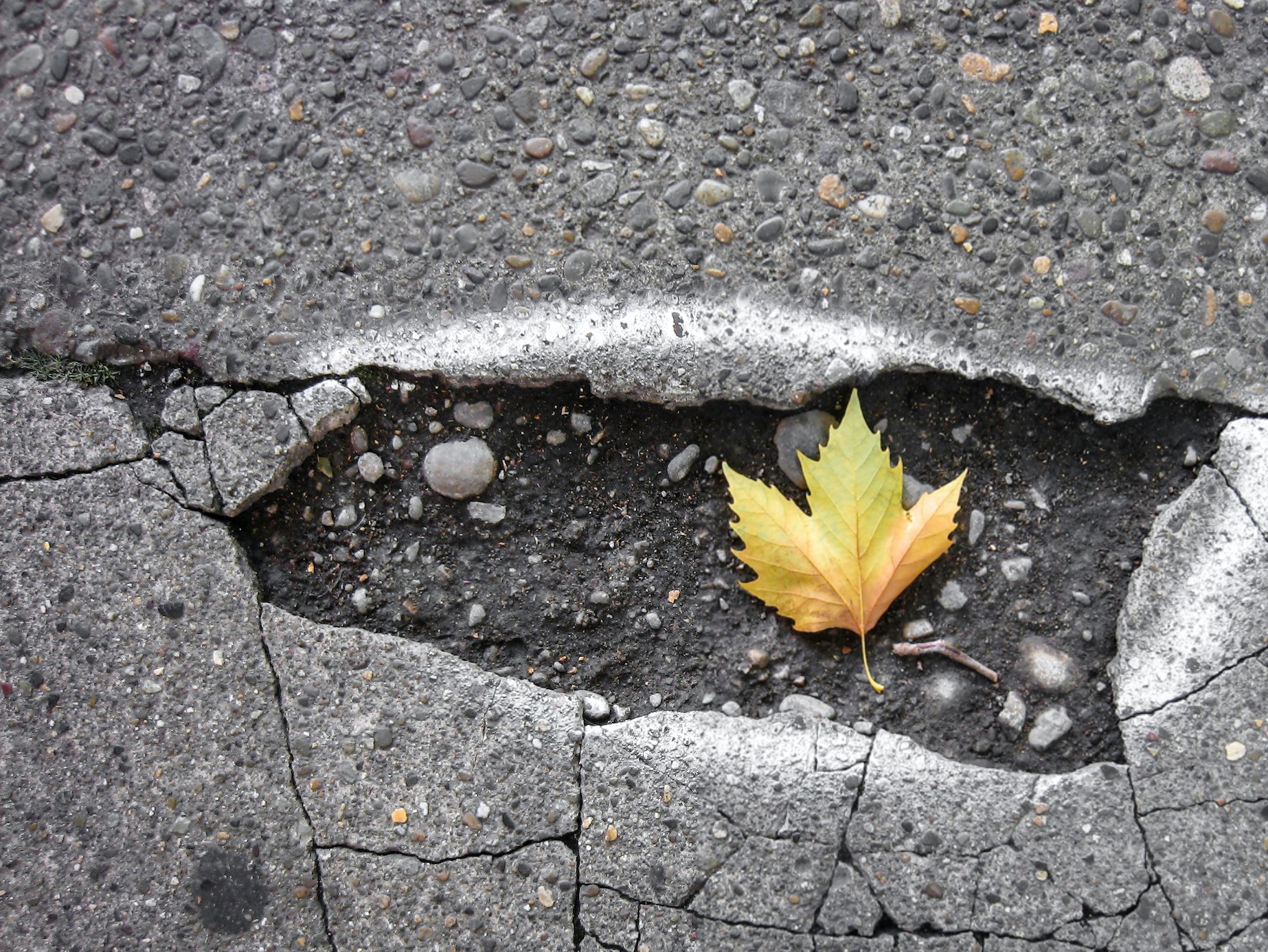 Yellow leaf in pothole; image by Ian Taylor, via Unsplash.com.