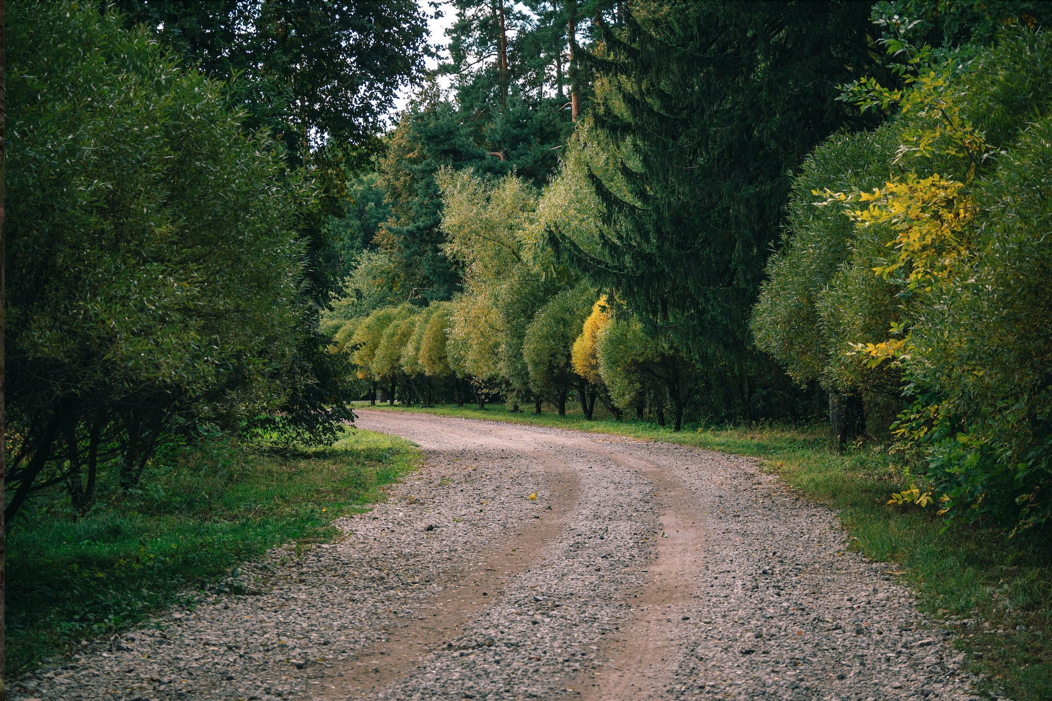 Dirt road bordered by trees; image by Alexander Fastovets, via Unsplash.com.