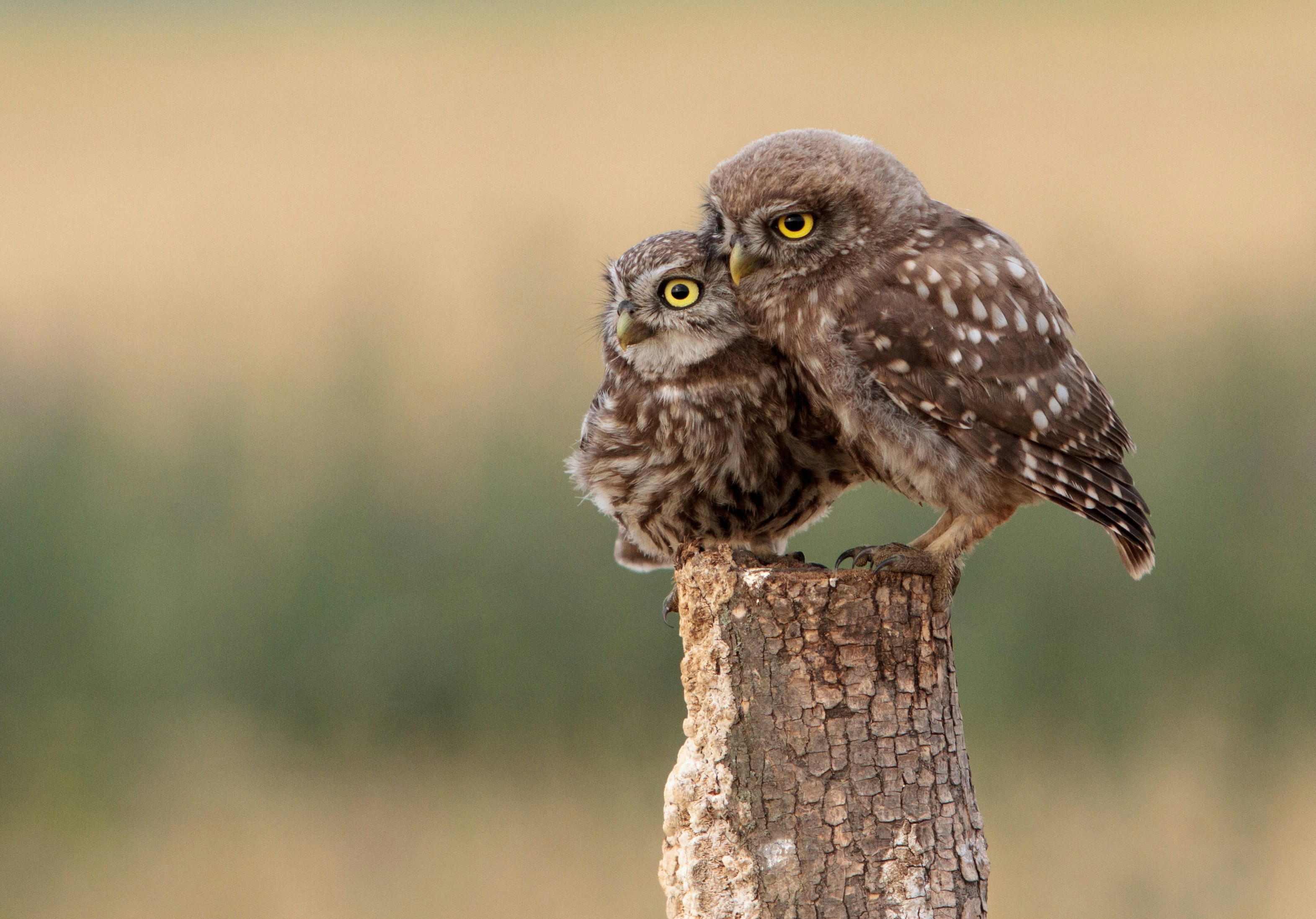 Two brown owls perched on a wooden post; image by Zdenek Machacek, via Unsplash.com.
