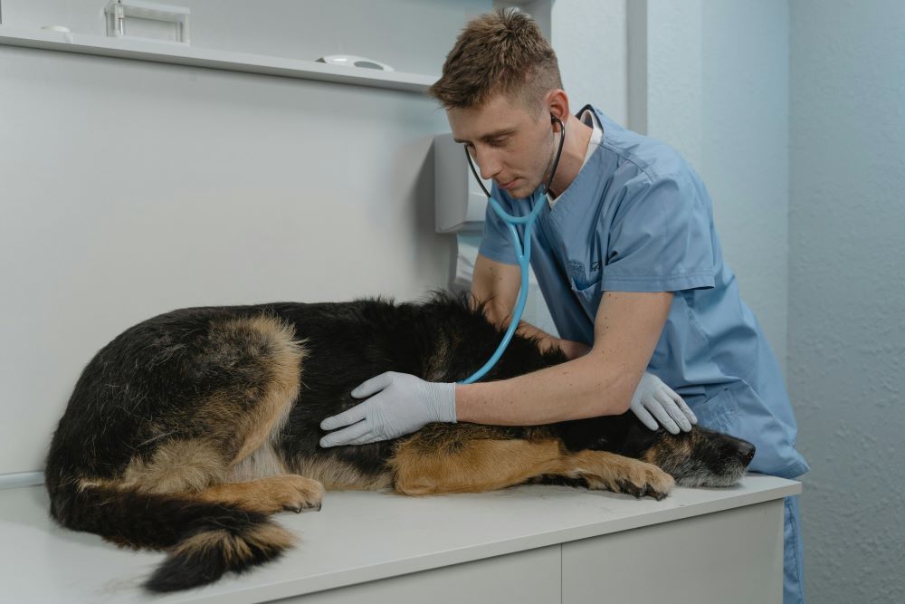 Mental Health Crisis Felt Acutely in Veterinary Profession