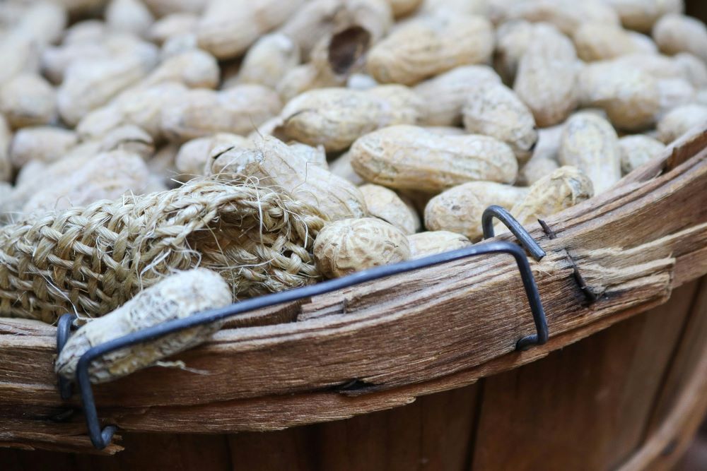Early Peanut Introduction Slashes Allergy Risk by 71%